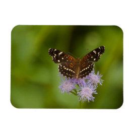 Ímã Borboleta Crescente Texana