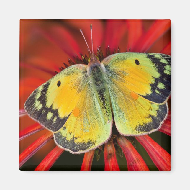 Imã Borboleta da Alfafa em Flor de Cone (Frente)