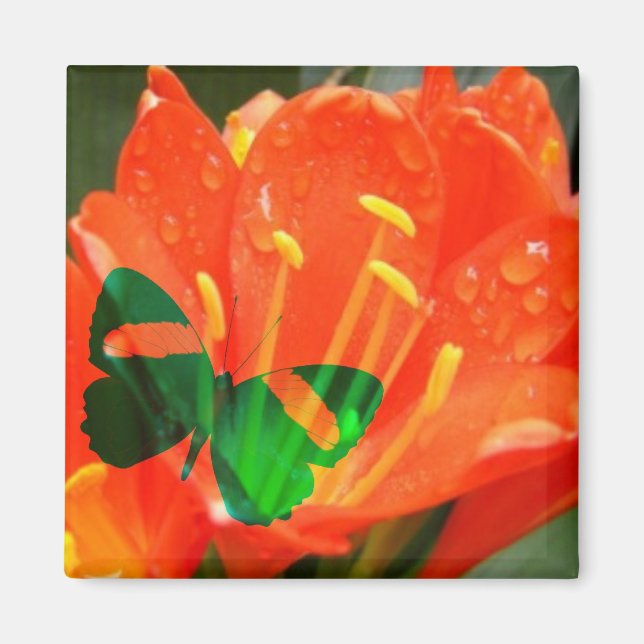 Imã borboleta de água laranja (Frente)