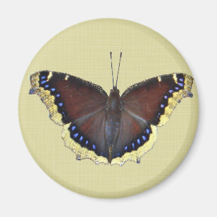 Imã Borboleta de casaco de lamentação - antiopa do