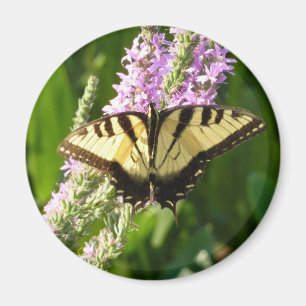 Imã Borboleta-de-cauda-andorinha em Flores Roxas