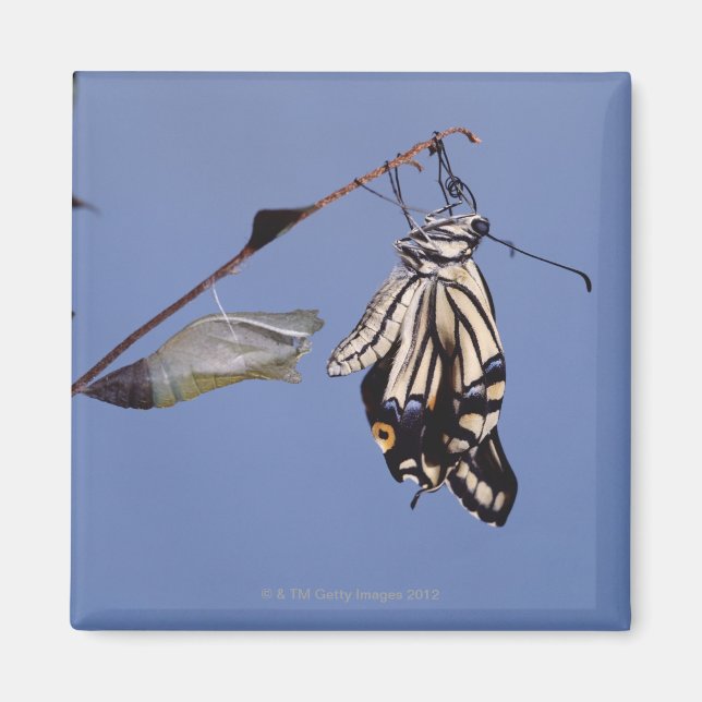 Imã Borboleta de cauda engolida após metamorfose (Frente)
