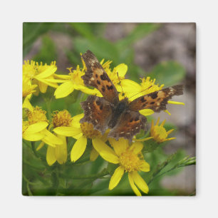Imã Borboleta de Comma no Parque Nacional de Glacier