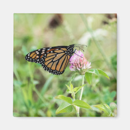 Imã Borboleta de monarca