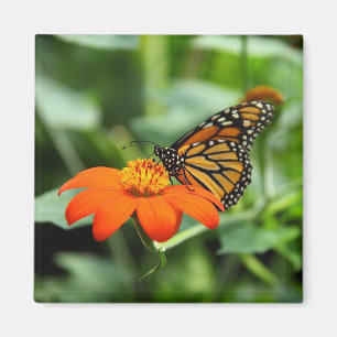 Imã Borboleta de monarca bonita no ímã da flor