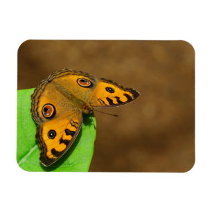 Ímã Borboleta de pântano