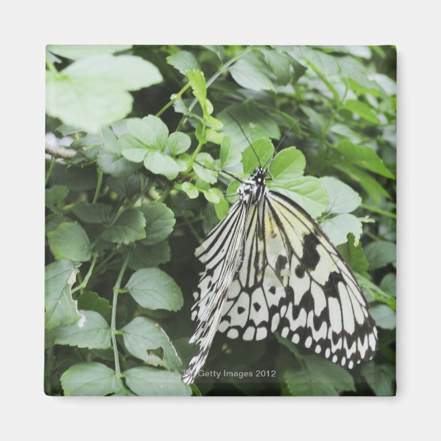 Imã Borboleta de Papagaio (Idea leuconoe) na vinha, (Frente)