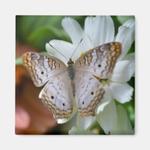 Imã Borboleta de pavão branca