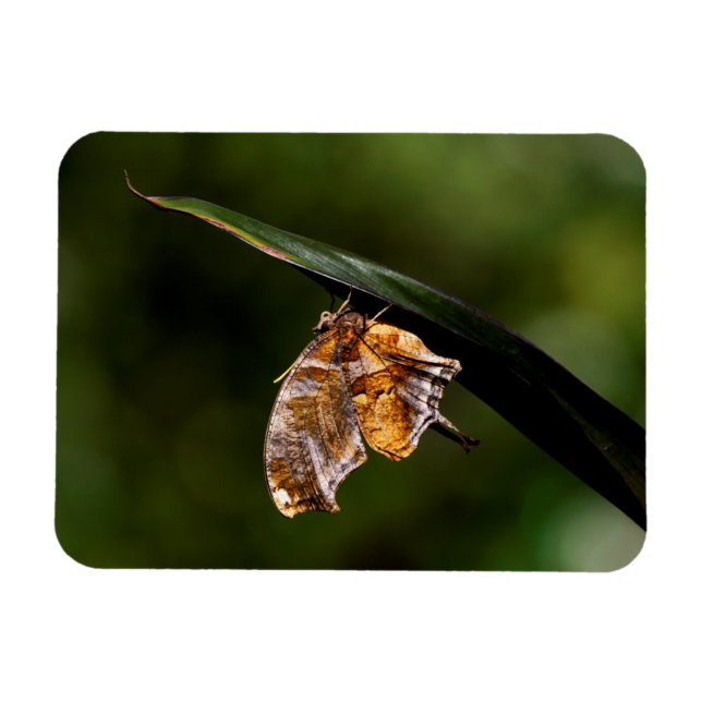 Ímã Borboleta de ponto de interrogação (Horizontal)