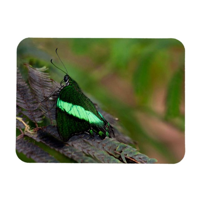 Ímã Borboleta-de-rabo-pequeno (Horizontal)