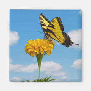 Imã Borboleta de Swallowtail do tigre em uma flor