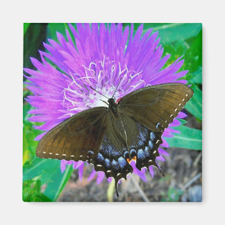Imã Borboleta de Swallowtail, Magneta de Flor de Píxei