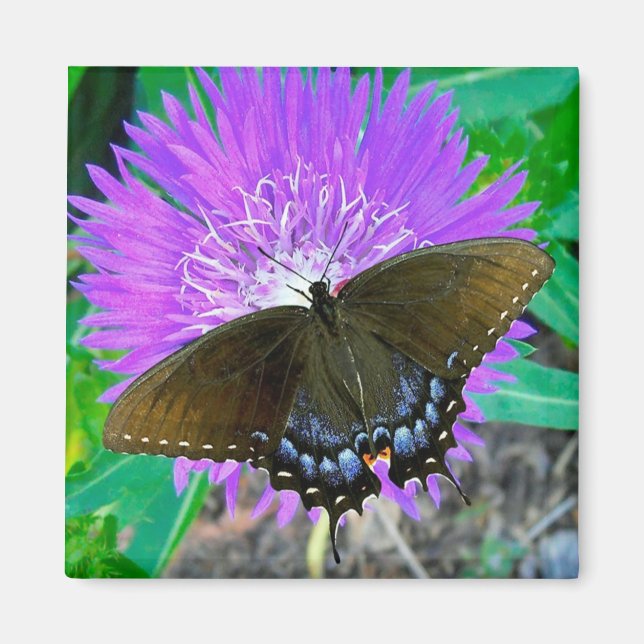 Imã Borboleta de Swallowtail, Magneta de Flor de Píxei (Frente)