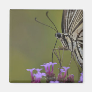 Imã Borboleta de Swallowtail na flor, Chiba