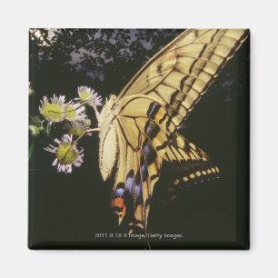 Imã Borboleta de Swallowtail na flor, fim acima