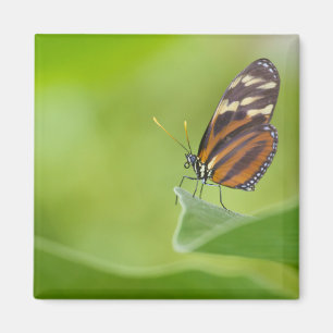 Imã Borboleta de Tiger Longwing