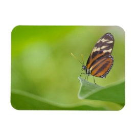 Ímã Borboleta de Tiger Longwing