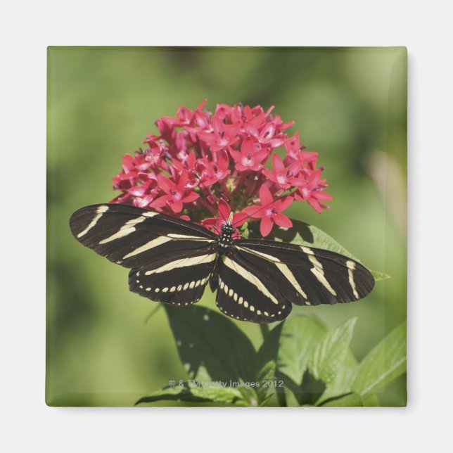 Imã Borboleta-de-vidro-zebra, Heliconius (Frente)
