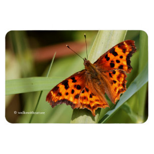 Ímã Borboleta de vírgula alaranjada bonita do Satyr