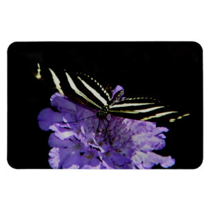 Ímã Borboleta de Zebra