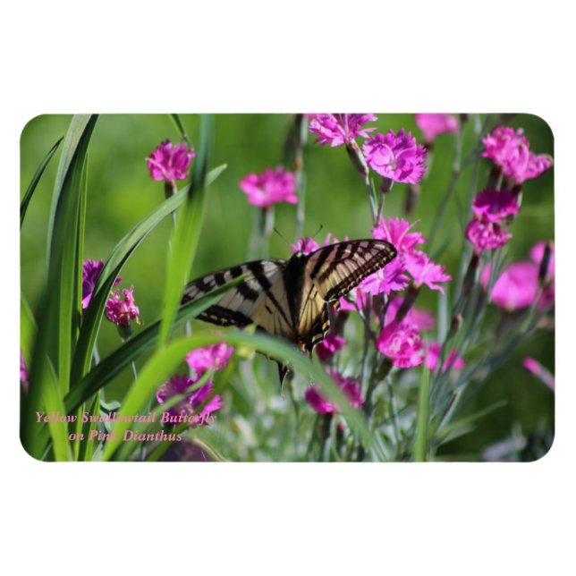 Ímã Borboleta-do-breu amarela e Dianthus rosa (Horizontal)
