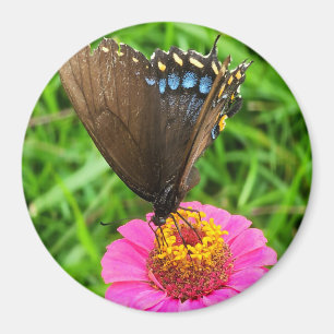 Imã Borboleta-do-breu-preto sobre uma flor rosa