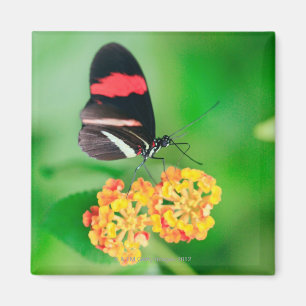 Imã Borboleta do rosina do carteiro que recolhe o