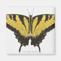 Borboleta do Swallowtail de Tigre Ocidental