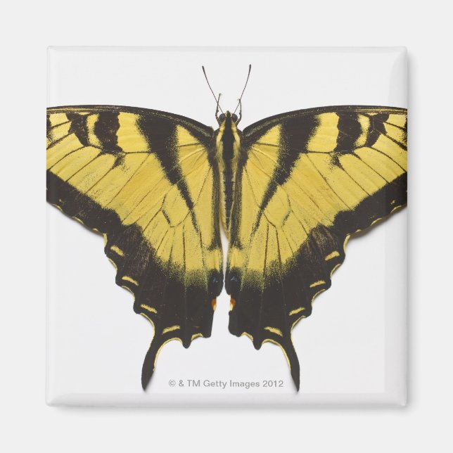 Imã Borboleta do Swallowtail de Tigre Ocidental (Frente)