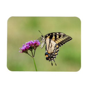 Ímã Borboleta do Swallowtail do Tigre Oriental