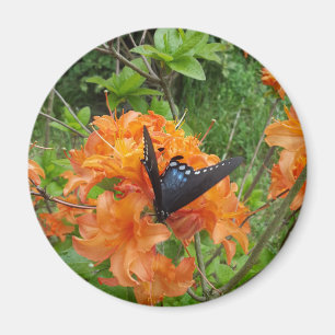 Imã borboleta e azálea