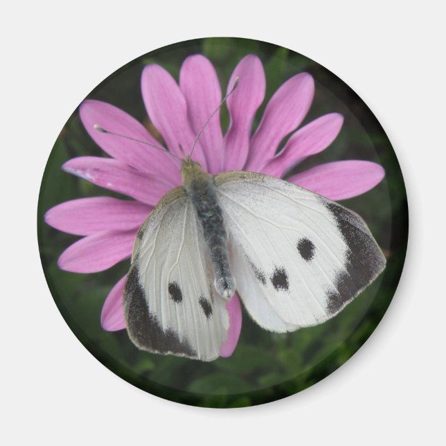 Imã Borboleta e Flor Rosa (Frente)