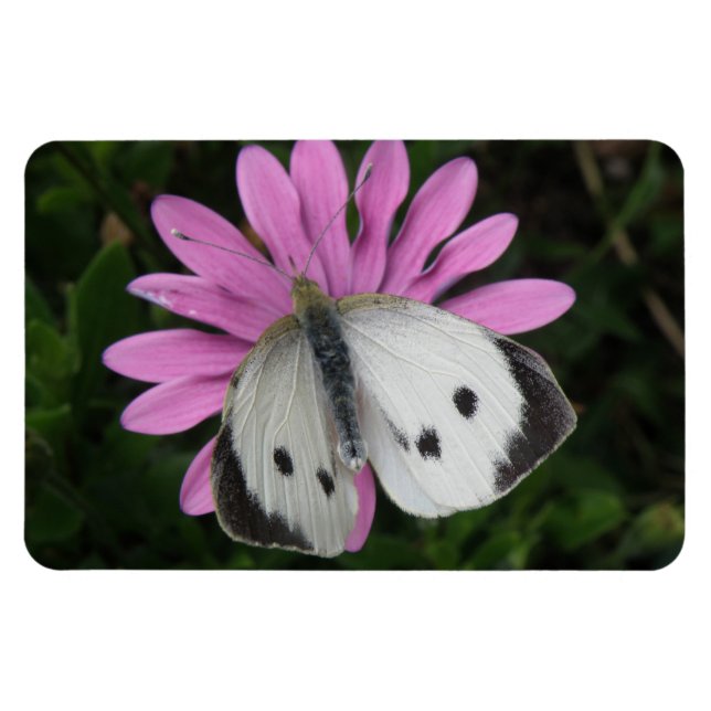 Ímã Borboleta e Flor Rosa Premium Magnet (Horizontal)