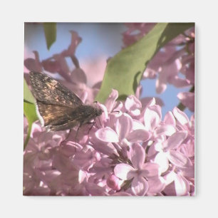 Imã Borboleta e Magnete Lilac