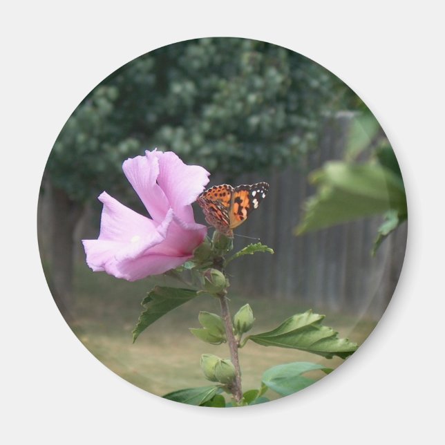 Imã Borboleta e Rosa de Sharon (Frente)