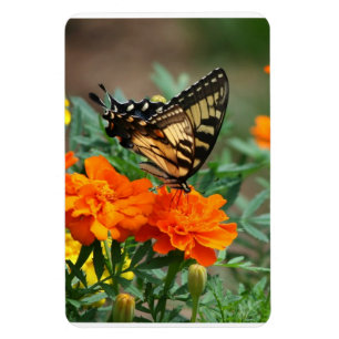 Ímã Borboleta em Flores Laranja e Amarela Premium