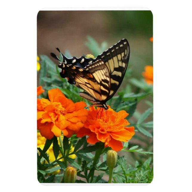 Ímã Borboleta em Flores Laranja e Amarelas Premium (Vertical)