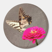 Borboleta em Red Zinnia com Pavement Background M