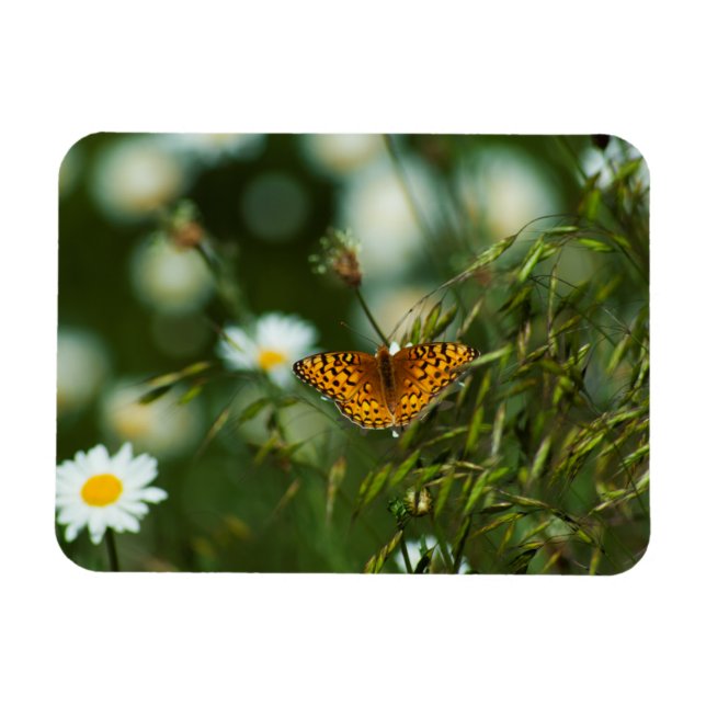 Ímã Borboleta Fritilar do Pacífico (Horizontal)