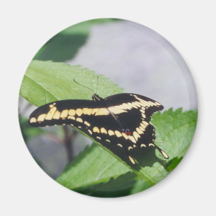 Imã Borboleta gigante de Swallowtail - ímã