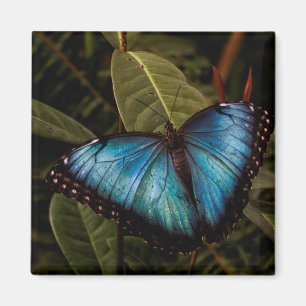 Imã Borboleta grande, linda, azul