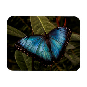 Ímã Borboleta grande, linda, azul