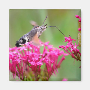 Imã Borboleta Hawk-moth Hummingbird em voo