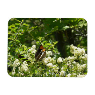 Ímã Borboleta Irmã da Califórnia em Yosemite