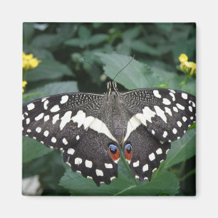 Imã Borboleta limão e flores Magnet