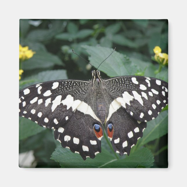 Imã Borboleta limão e flores Magnet (Frente)