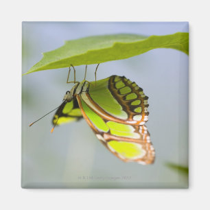 Imã Borboleta malaquita em folha