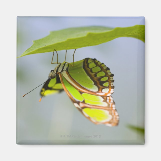 Imã Borboleta malaquita em folha (Frente)