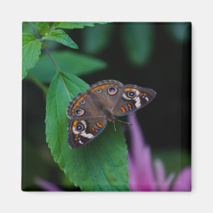 Imã Borboleta manchada