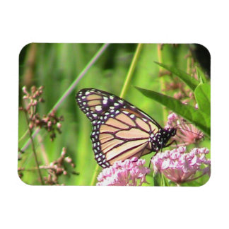 Ímã Borboleta Monarca